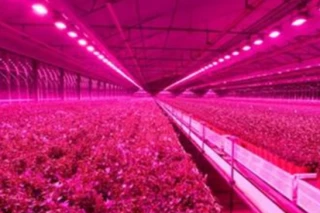 Saps com protegir-te correctament quan s'utilitza làser a l'agricultura?